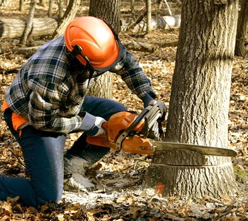 Tree Removal in Falmouth, MI